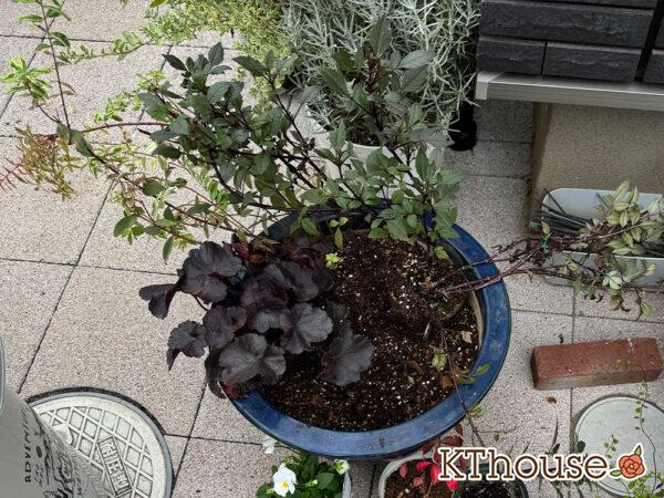 【寄せ植え】ダリア・ヒペリカム トリカラー・ビオラよく咲くスミレ・ヒューケラ・ワイヤープランツ・ヘンリーツタ ベロニカ 2024/10/24