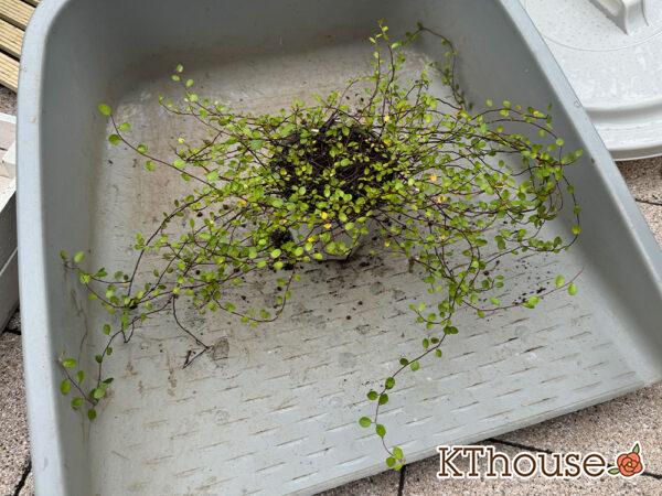 ワイヤープランツ 2024/10/24