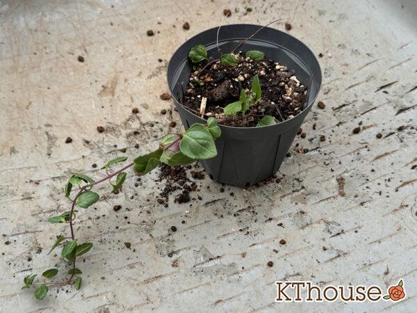 ベロニカ ウォーターペリー・ブルー 2024/10/24