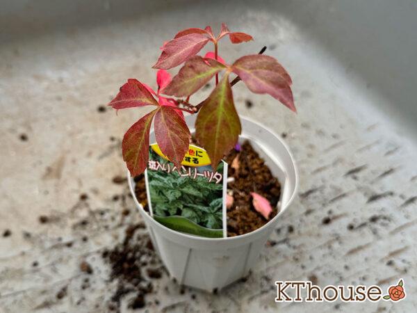 斑入りヘンリーツタ 2024/10/24