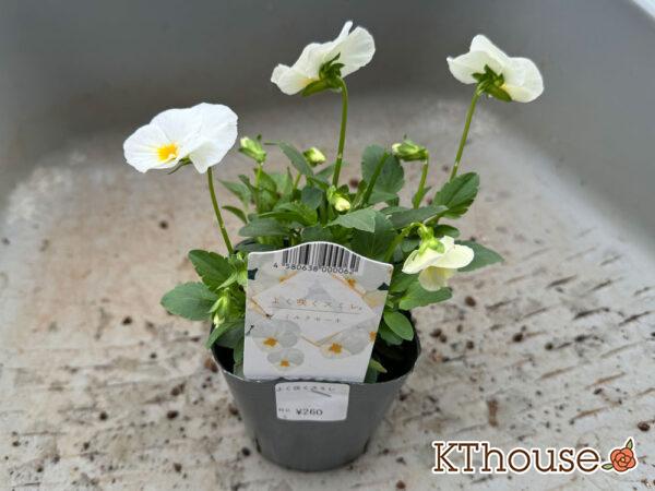 ビオラ よく咲くスミレ「ミルクセーキ」2024/10/24