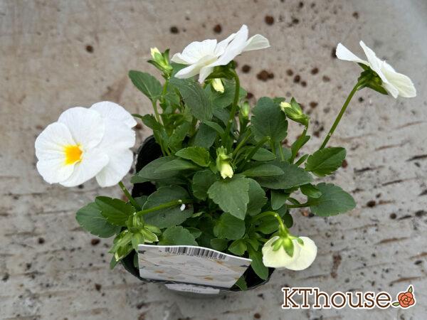 ビオラ よく咲くスミレ「ミルクセーキ」2024/10/24