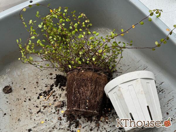 ワイヤープランツ 2024/10/24