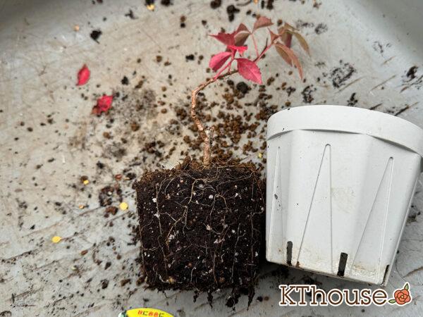 斑入りヘンリーツタ 2024/10/24