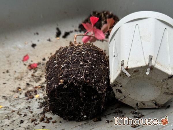 斑入りヘンリーツタ 2024/10/24