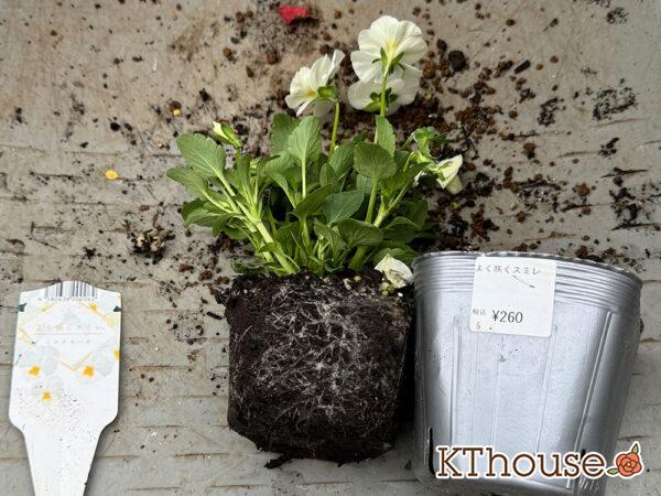 ビオラ よく咲くスミレ「ミルクセーキ」2024/10/24