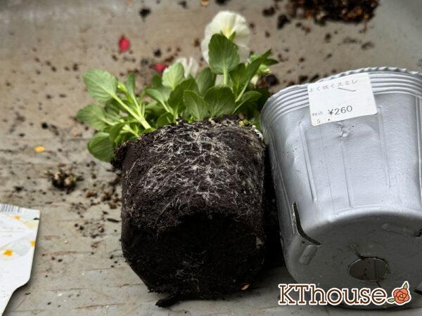 ビオラ よく咲くスミレ「ミルクセーキ」2024/10/24