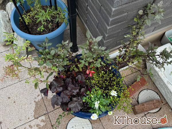 【寄せ植え】ダリア・ヒペリカム トリカラー・ビオラよく咲くスミレ・ヒューケラ・ワイヤープランツ・ヘンリーツタ ベロニカ 2024/10/24