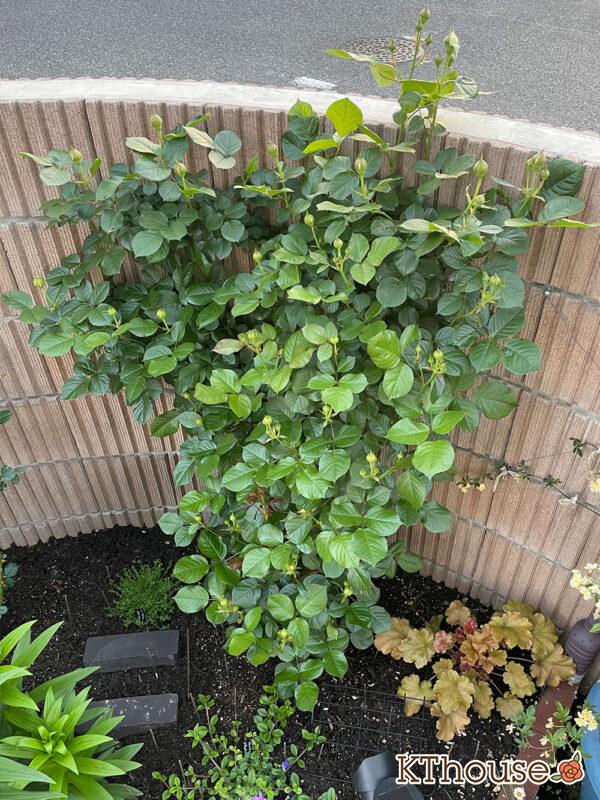 シュラブローズ・バラ「クリスティアーナ(christiana)」2024/5/3