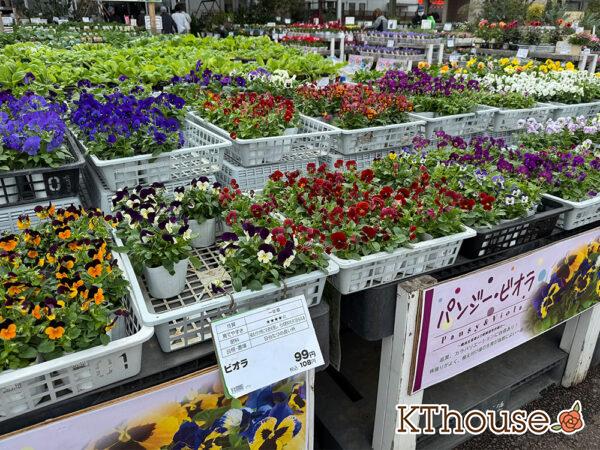 ロイヤルホームセンターの花苗