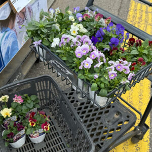 ロイヤルホームセンターで購入した花苗 パンジービオラが入ったショッピングカート