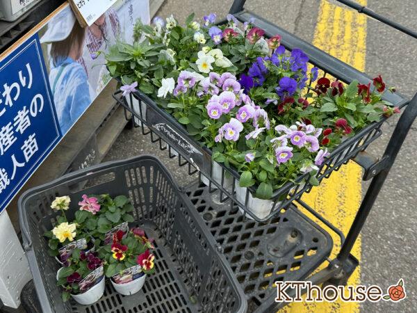 ロイヤルホームセンターで購入した花苗 パンジービオラが入ったショッピングカート
