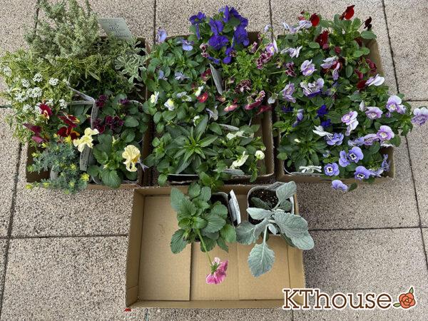 ロイヤルホームセンターで購入した花苗