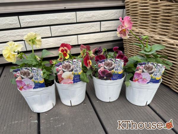 パンジー【プロが選んだ好品種】2025/10/23