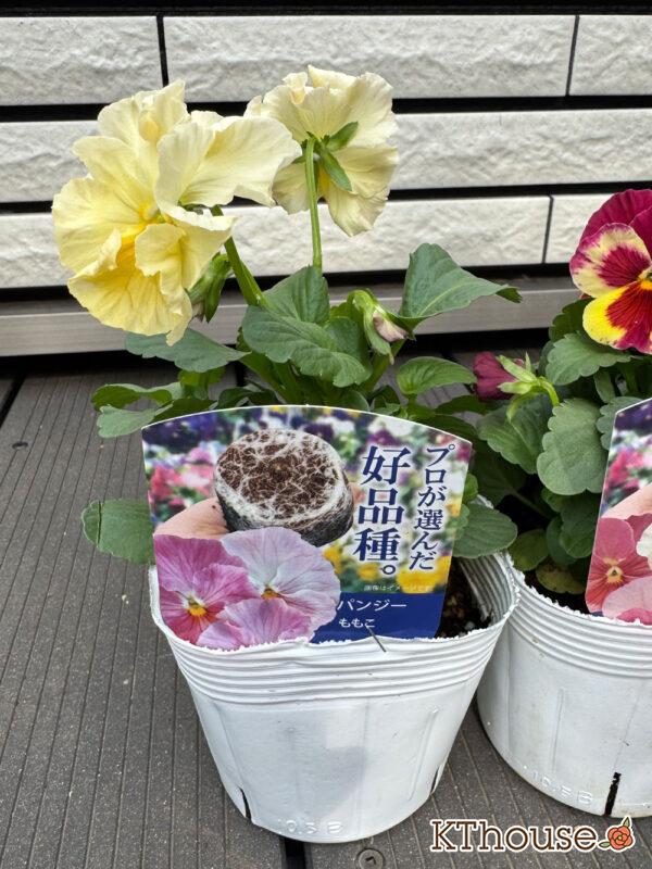 パンジー【プロが選んだ好品種】ももこ(クリーム) 2025/10/23