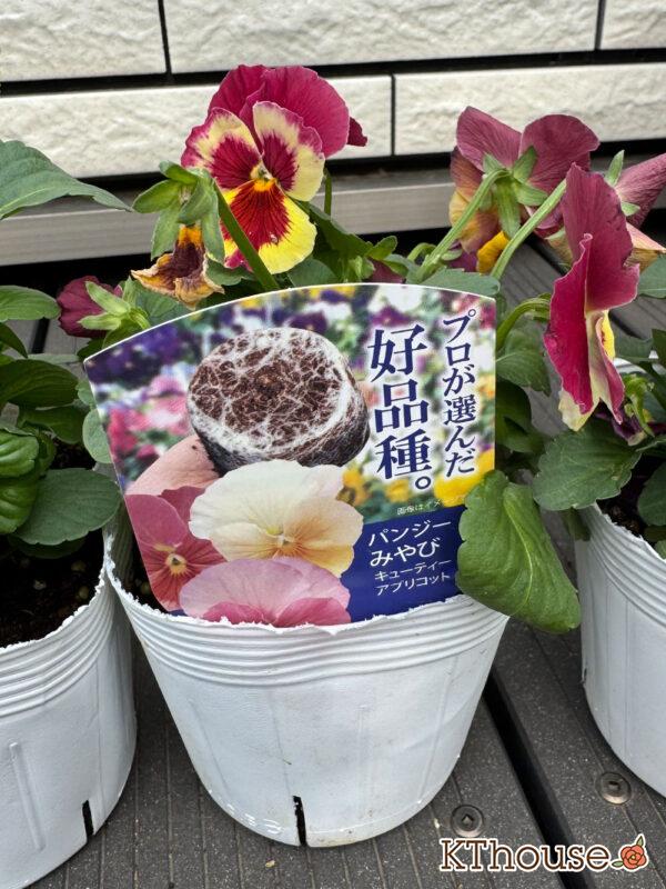 パンジー【プロが選んだ好品種】みやびキューティーアプリコット 2025/10/23