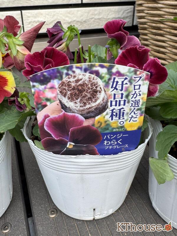 パンジー【プロが選んだ好品種】わらくプチグレース 2025/10/23