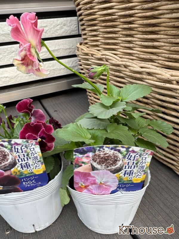 パンジー【プロが選んだ好品種】ももこ(ピンク) 2025/10/23