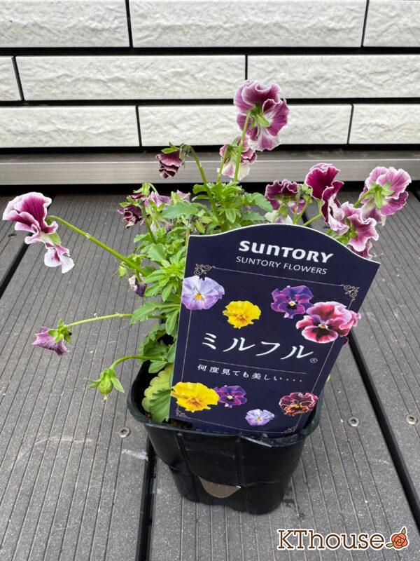 suntory ミルフル 2025/10/23