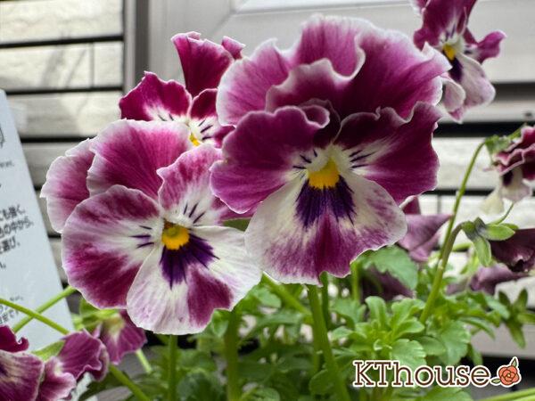 suntory ミルフル 2025/10/23