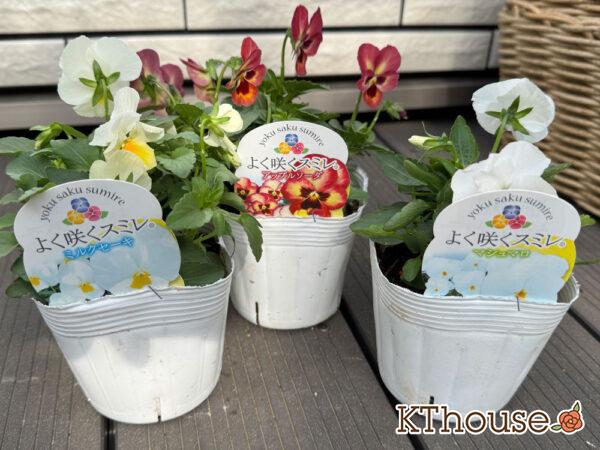 ビオラ よく咲くスミレ 2025/10/23