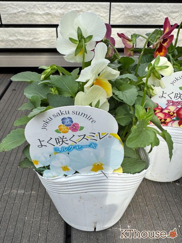 ビオラ よく咲くスミレ ミルクセーキ 2025/10/23