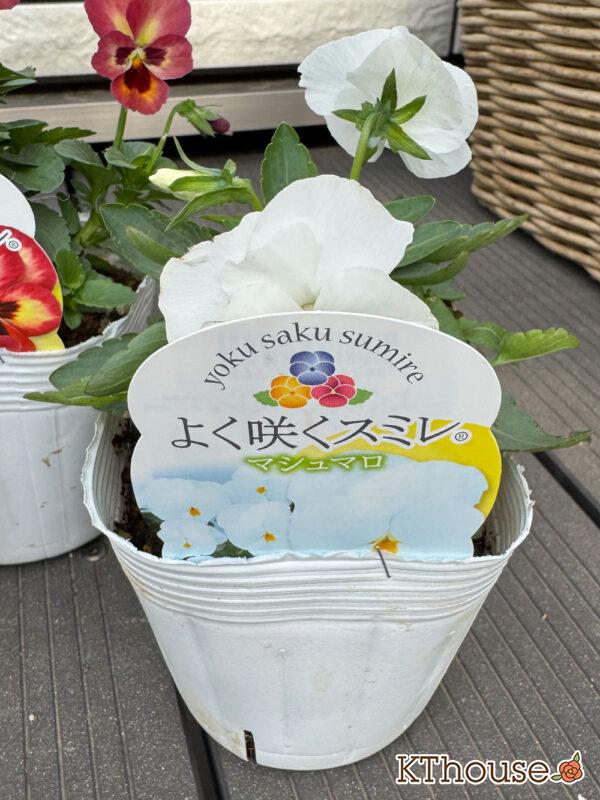 ビオラ よく咲くスミレ マシュマロ 2025/10/23