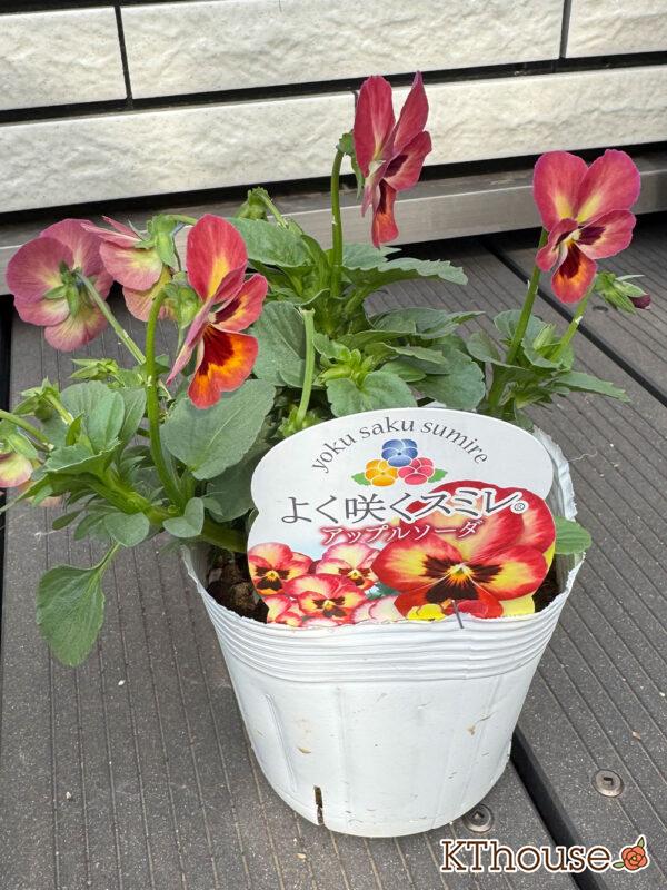 ビオラ よく咲くスミレ アップルソーダ 2025/10/23