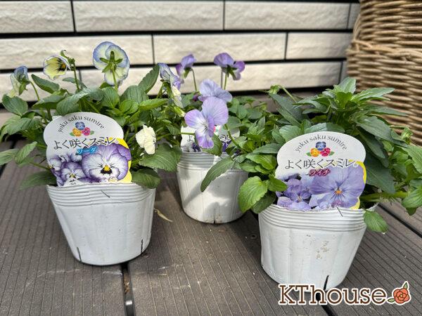 ビオラ よく咲くスミレ 2025/10/23