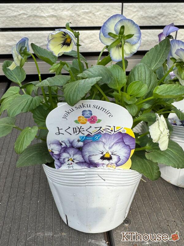 ビオラ よく咲くスミレ ソーダ 2025/10/23
