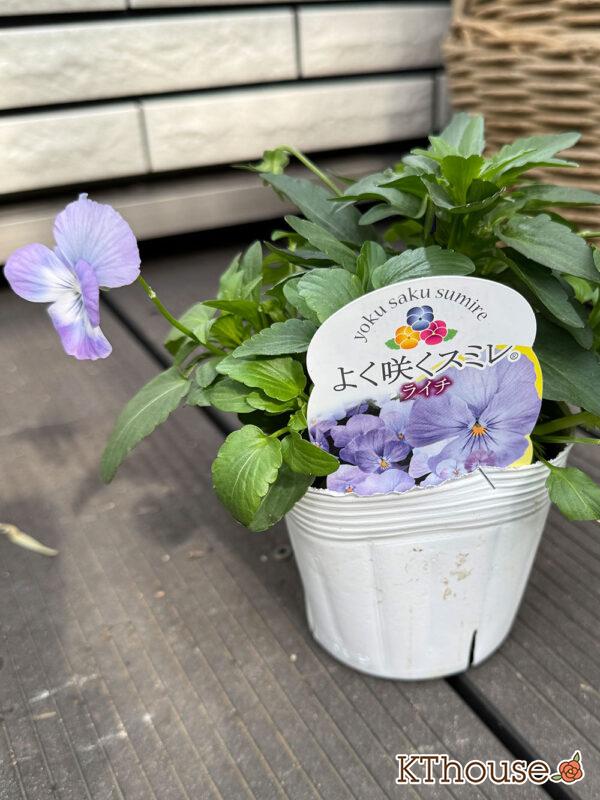 ビオラ よく咲くスミレ ライチ 2025/10/23
