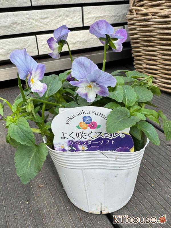 ビオラ よく咲くスミレ ラベンダーソフト 2025/10/23