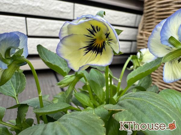 ビオラ よく咲くスミレ ソーダ 2025/10/23