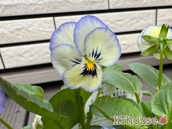 ビオラ よく咲くスミレ ソーダ 2025/10/23