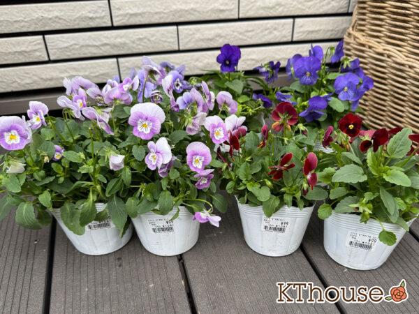 99円ビオラ 2025/10/23