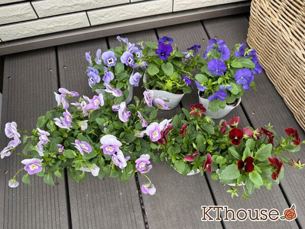 99円ビオラ 2025/10/23