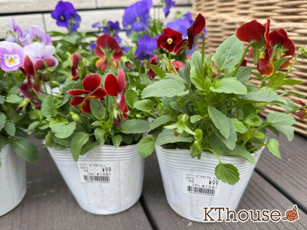 99円ビオラ赤系 2025/10/23