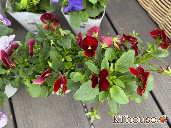 99円ビオラ赤系 2025/10/23