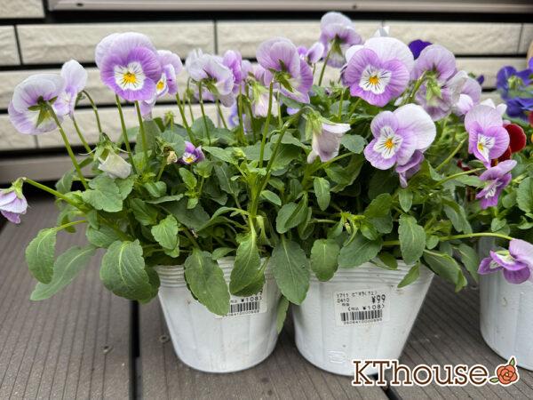 99円ビオラ薄紫系 2025/10/23