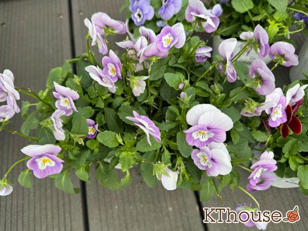 99円ビオラ薄紫系 2025/10/23