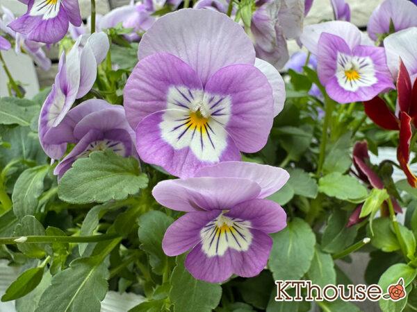 99円ビオラ薄紫系 2025/10/23