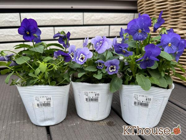 99円ビオラ紫系 2025/10/23