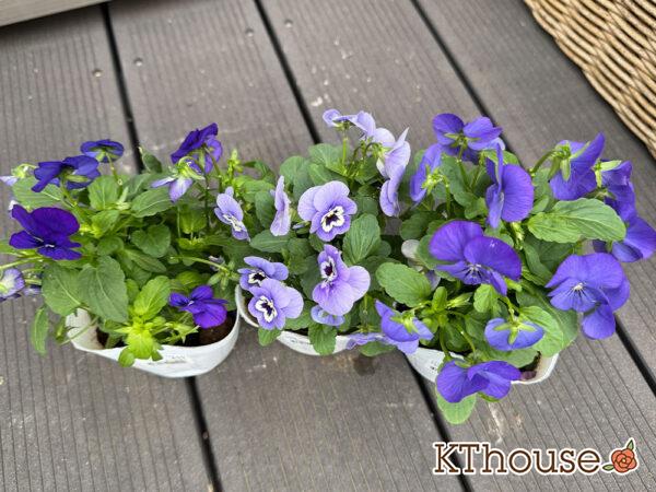 99円ビオラ紫系 2025/10/23