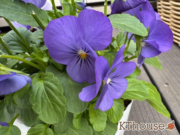 99円ビオラ紫系 2025/10/23