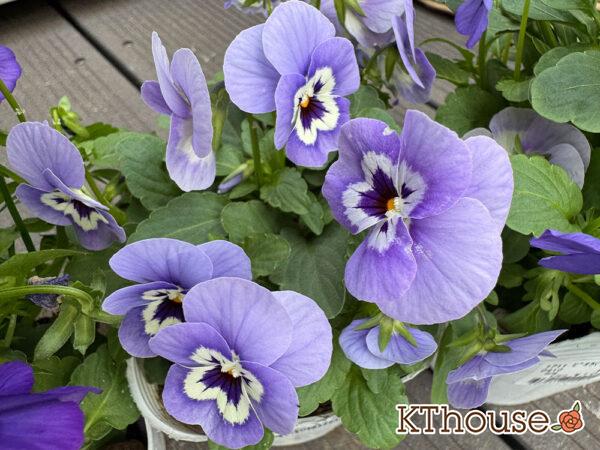 99円ビオラ紫系 2025/10/23