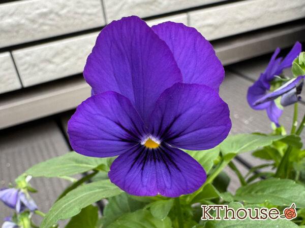 99円ビオラ紫系 2025/10/23