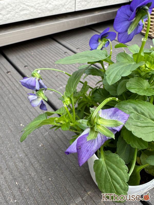 99円ビオラ紫系 2025/10/23