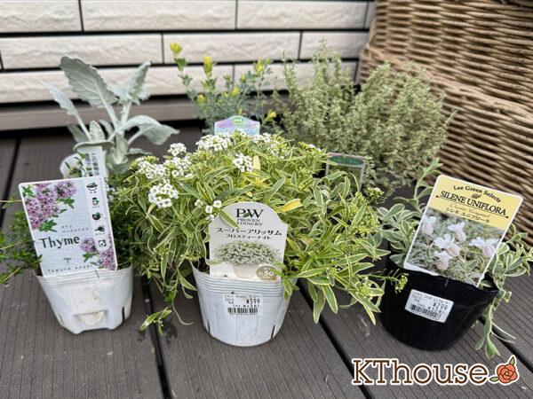 ロイヤルホームセンターで購入した小花やリーフ系植物 2025/10/23