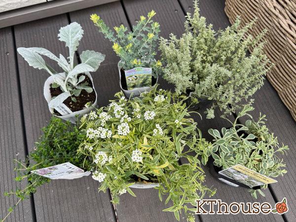 ロイヤルホームセンターで購入した小花やリーフ系植物 2025/10/23