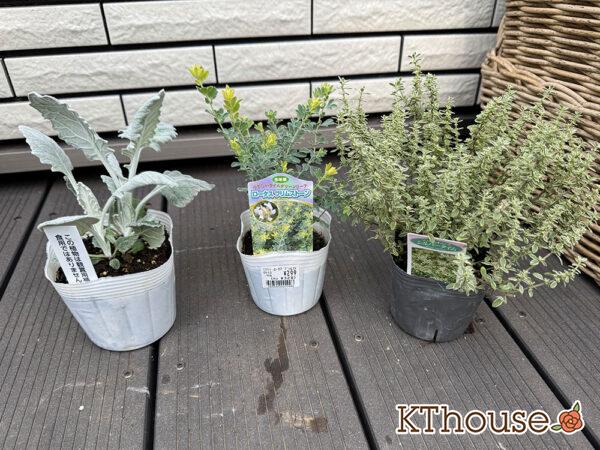 ロイヤルホームセンターで購入した小花やリーフ系植物 2025/10/23